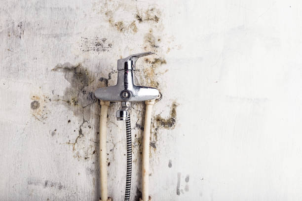 Best Best Mold Removal Companies  in Springdale, AR
