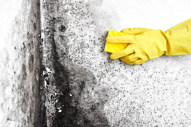 Best Mold Cleaning Services  in Springdale, AR