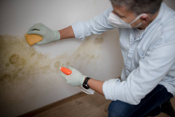 Best Same-Day Mold Removal  in Springdale, AR