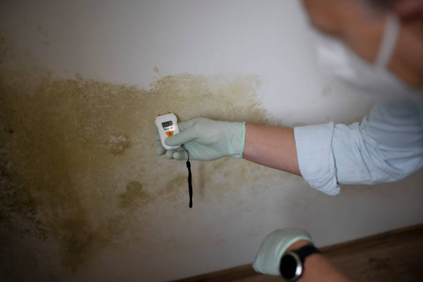 Best Professional Mold Removal  in Springdale, AR