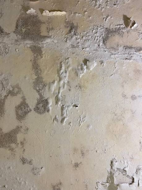 Best Toxic Mold Removal  in Springdale, AR