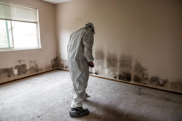 Best Certified Mold Removal  in Springdale, AR