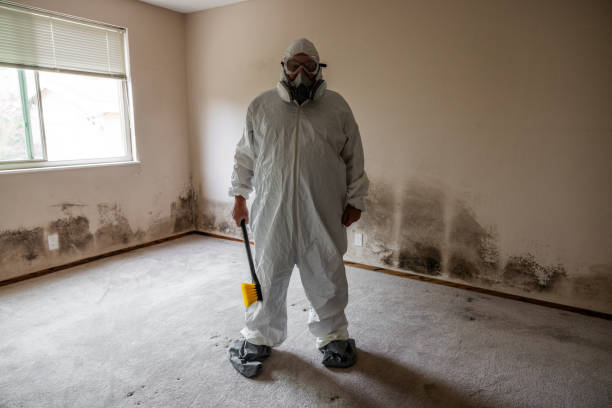 Best Fast Mold Removal  in Springdale, AR