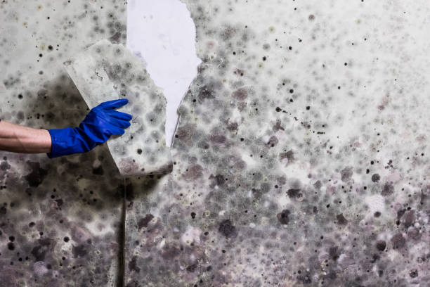 Best Water Damage Restoration  in Springdale, AR