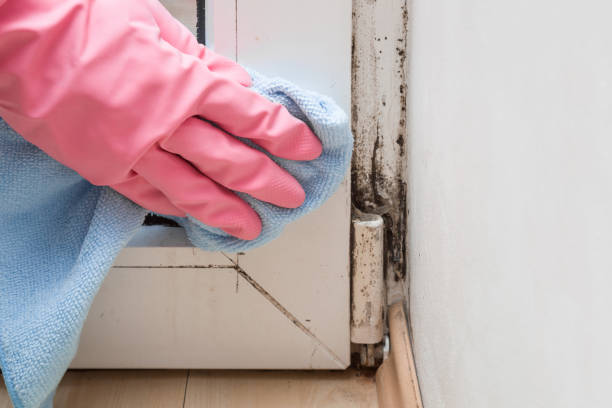 Best Crawl Space Mold Removal  in Springdale, AR