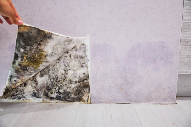 Best Certified Mold Removal  in Springdale, AR